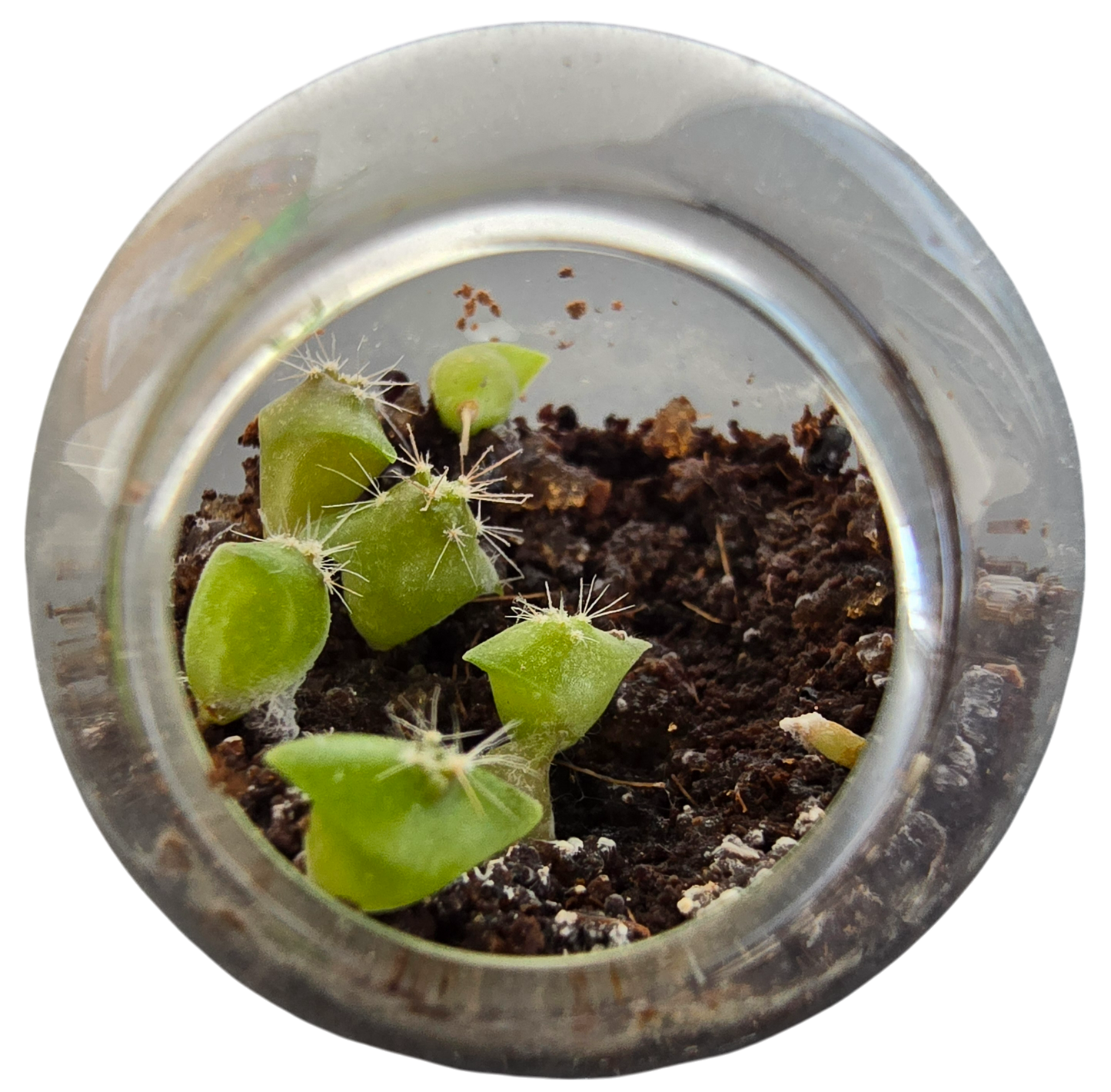 Flowering Cacti Tiny Terrariums Seed Bundle - 3 Varieties