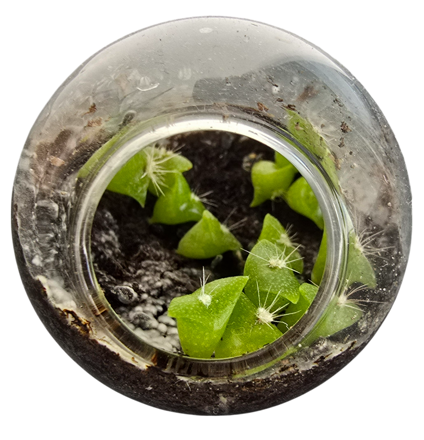 Flowering Cacti Tiny Terrariums Seed Bundle - 3 Varieties