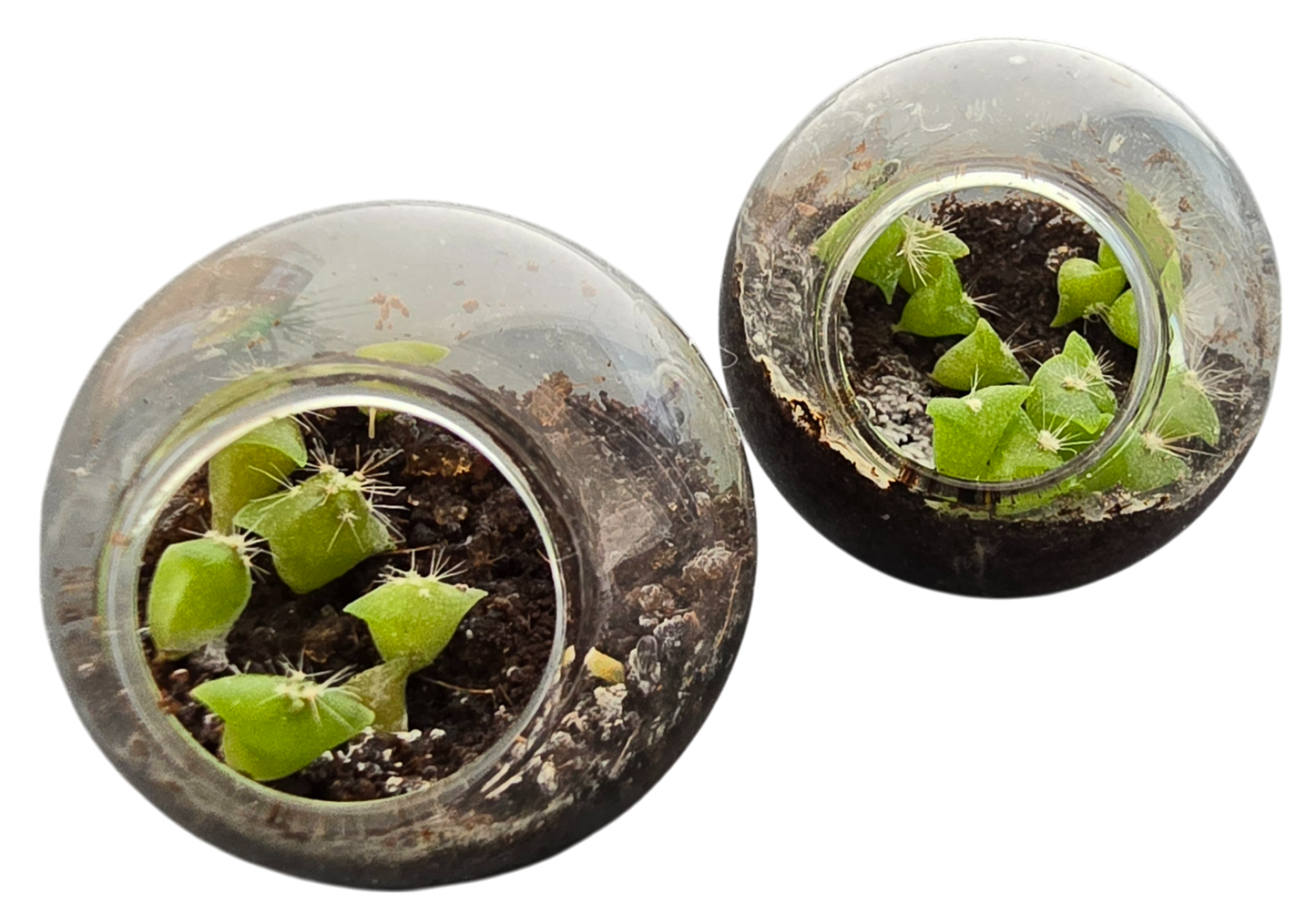 Flowering Cacti Tiny Terrariums Seed Bundle - 3 Varieties
