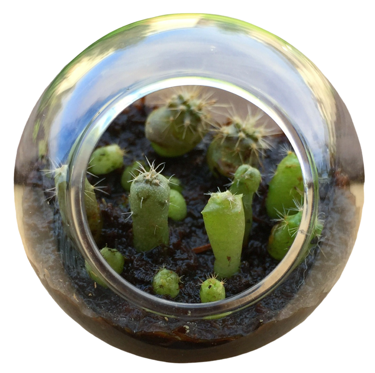 Flowering Cacti Tiny Terrariums Seed Bundle - 3 Varieties