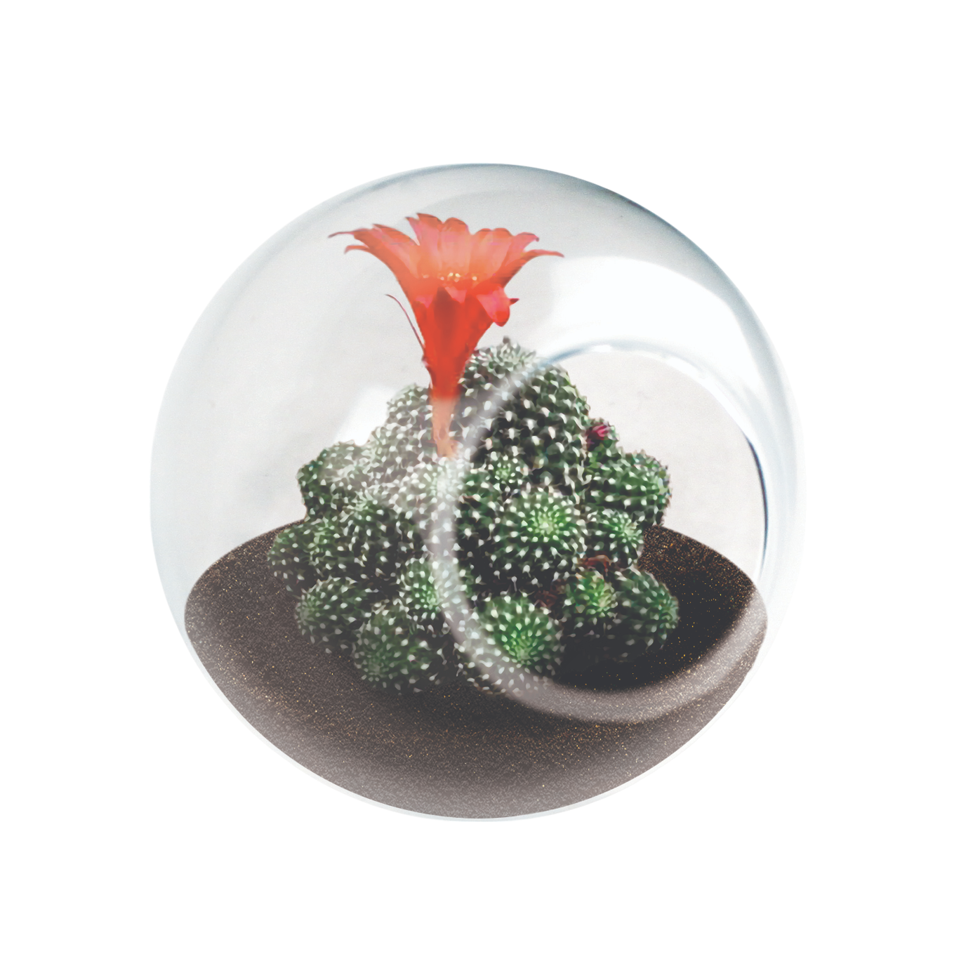 Flowering Cacti Tiny Terrariums Seed Bundle - 3 Varieties