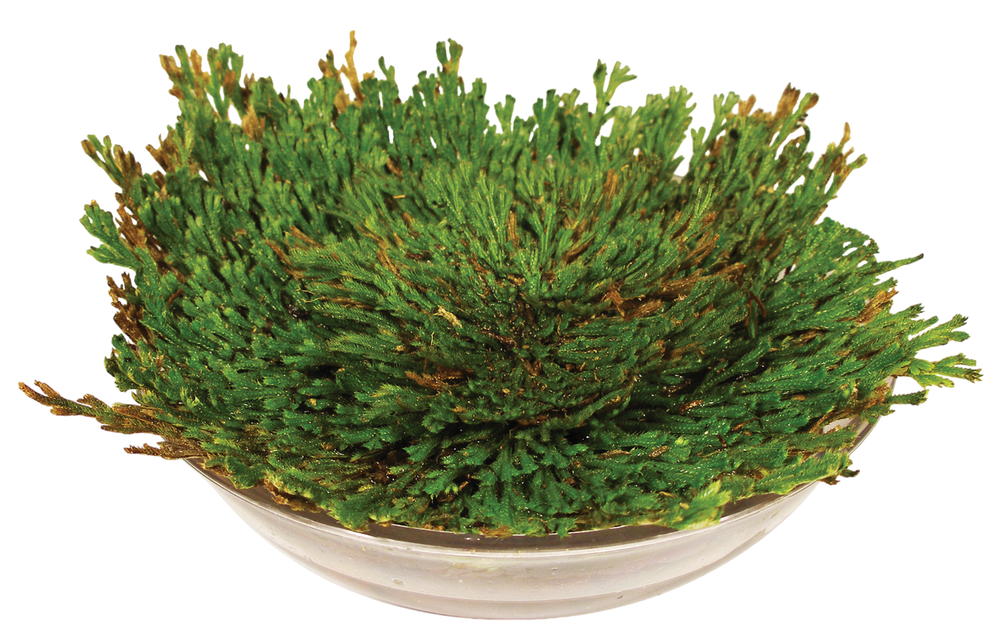Ressurection Growing Kit, Watch Growth In One Day