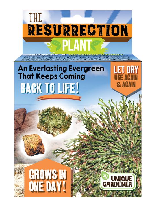Ressurection Growing Kit, Watch Growth In One Day