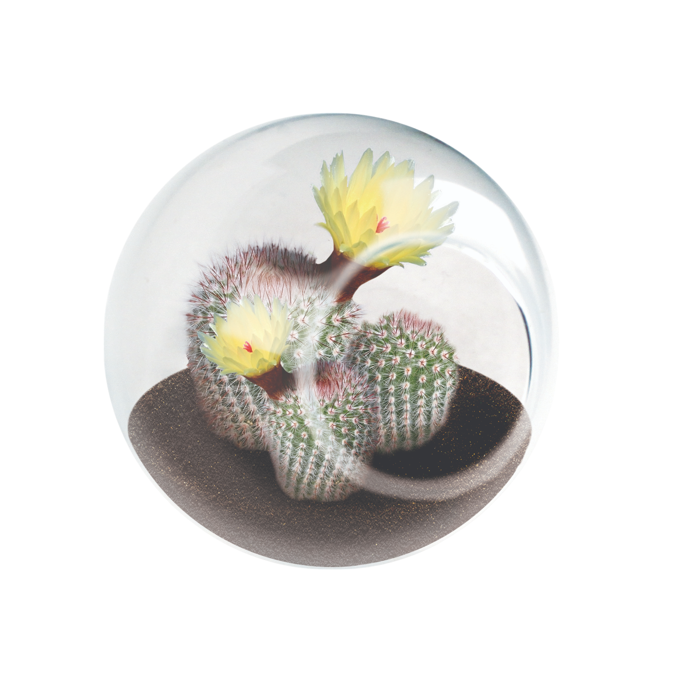 Flowering Cacti Tiny Terrariums Seed Bundle - 3 Varieties