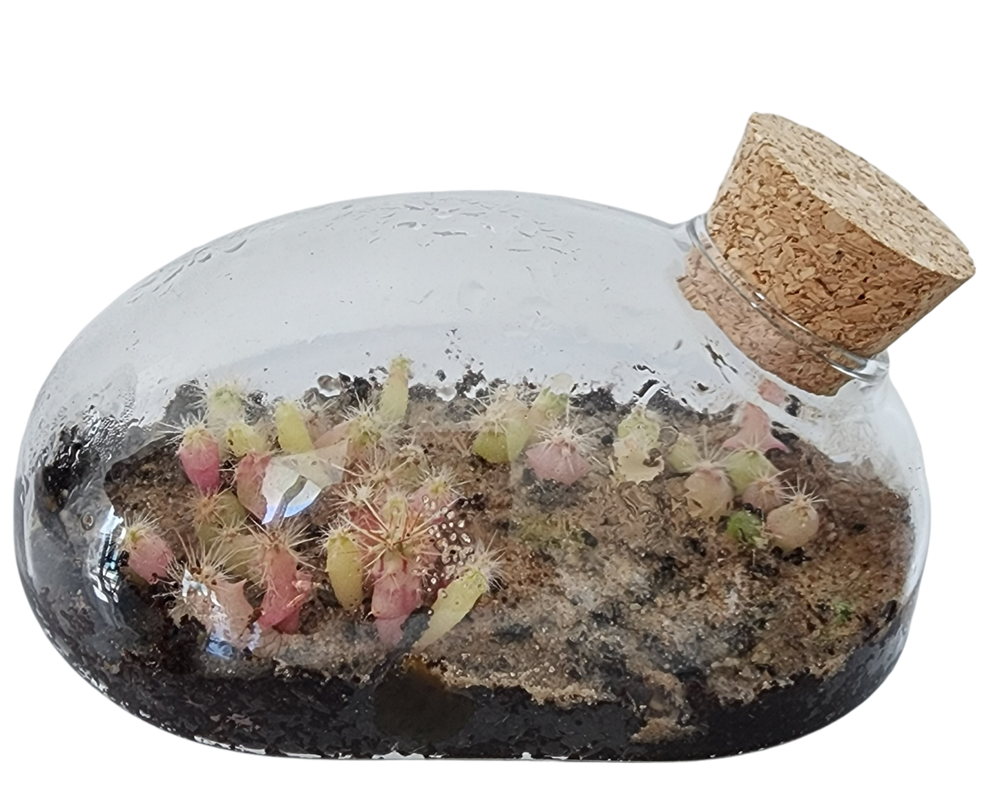 Unique Gardener - The Desert Mouse Garden Glass Terrarium with Cork
